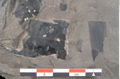 Foto (Detailansicht) von Taeniopteris vittata  (NHMW-GEO-2024-0188-10606)